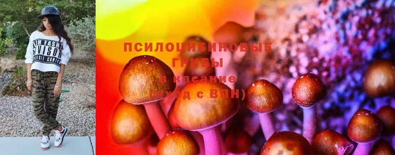 Псилоцибиновые грибы Cubensis  Велиж 